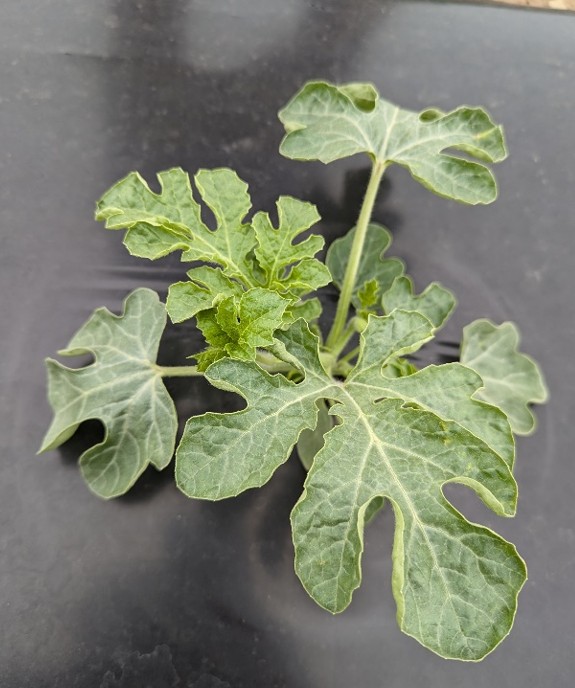 Leaf cupping on a watermelon plant due to boron toxicity.